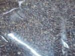 তিসি বীজ ( Flax Seeds বা Linseed )