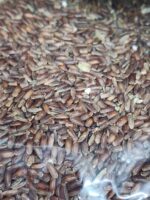 লাল চাল (Red Rice)