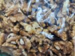 আখরোট (Walnut) - Image 2