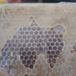মৌচাক বা চাকসহ মধু (Honeycomb)
